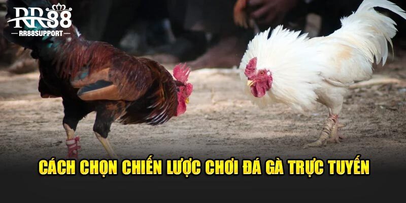 Cách chọn chiến lược chơi đá gà trực tuyến