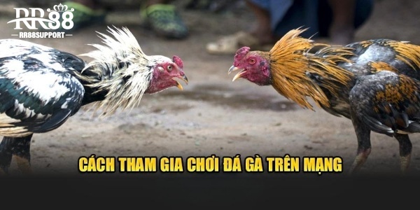 Cách tham gia chơi đá gà trên mạng tại RR88