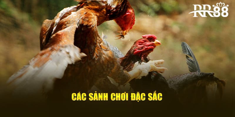 Các sảnh chơi đặc sắc