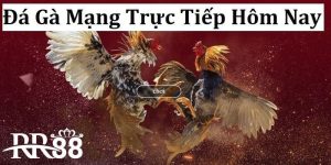 Đá Gà Mạng Trực Tiếp Hôm Nay