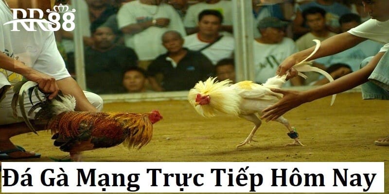 Theo dõi trận đá gà mạng trực tiếp hôm nay tại nhà cái uy tín